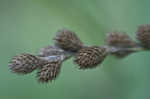 Blunt broom sedge